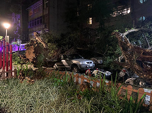北市公園深夜三層樓高大樹倒塌 砸毀多輛汽機車 議員：公安拉警報