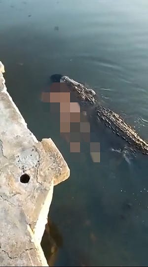 墨西哥公園驚見鱷魚拖行浮屍 男子不顧警語下水遭攻擊