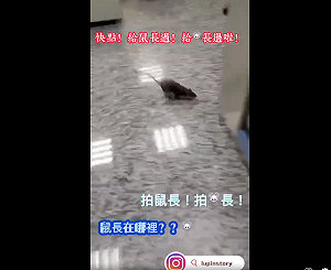 老鼠亂竄員警高喊讓「鼠長」過、快拍「鼠長」羅友志：警政署長抱頭鼠竄吧