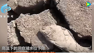 湖南97個縣市區特旱! 河床裸露 魚被曬成魚乾 水庫乾涸見底
