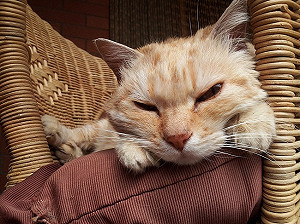 殘忍除爪手術OUT！獸醫親授：貓爪與家具停戰法！