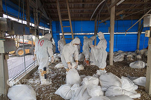 火雞發燒了? 雲林養殖場爆流感 全面撲殺