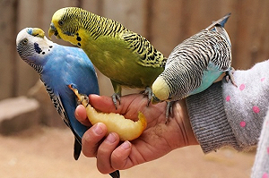 禽流感肆虐！鳥貓飼主「皮皮挫」