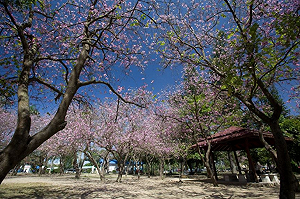 慶祝台南公園百歲 府城小吃接力