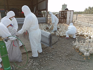 屏東縣出現禽流感！高樹養鴨場撲殺1350隻肉鴨