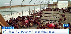 史上最嚴重！超5230萬隻禽類被宰殺 美國禽流感疫情仍在擴散