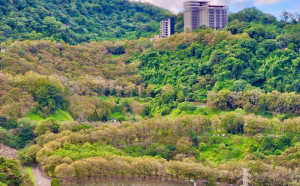 台灣10大賞楓地！石門水庫楓葉轉紅  北水局：聖誕節前後最美