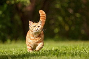 喵星人出招 猜猜誰是老大？