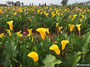 「2017桃園彩色海芋季」粉色、紫色彩芋陸續登場至21日