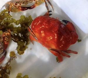 毒食連環爆! 繼藍環章魚後又出現毒螃蟹 專家：癥狀伴有噁心、嘔吐和腹瀉等