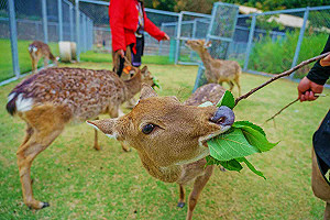 全台首創 22日起可在LINE購買嘉縣旅遊行程