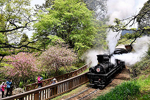 阿里山花季 林鐵推限定《31號蒸汽火車》遊程