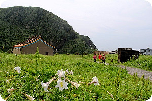 錯過今年等明年！龜山島百合花開賞鯨賞花正是時候