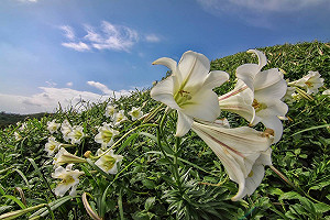 北海岸野百合潔白怒放 吹海風賞花海最愜意