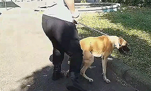 遊蕩高山犬實為親人超大毛寶貝 適用新北認養寵物送保險專案