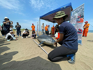 迎接世界海洋日 新北首場鯨豚海龜救援課程開跑