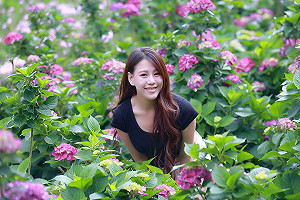 竹子湖繡球花海美翻！親山賞花小旅行正是時候