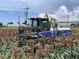 台灣契作金酒高粱！112年種植面積擴大至1,868公頃