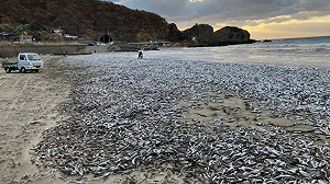 核汙水害的? 日沿海一周內出現2次大量死魚 日政府急駁英媒報導
