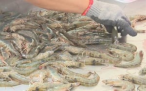 宏國白蝦出口慘跌 對中訂單竟不到台灣的7分之1