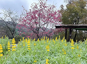走春賞花去！北市動物園「魯冰花」絕美綻放 打卡上傳抽好禮