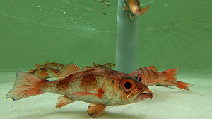 保護沿海漁業資源！水試所成功培育「紅喉魚苗」未來可進行放流