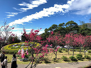 陽明山花季開始了！仰德大道交管路段曝光