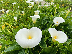 海芋季3/14開跑！白色情人節上陽明山竹子湖踏青採海芋