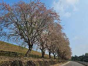 騎車賞南洋櫻！烏山頭水庫鄉「大圳之路騎車趣」4月登場