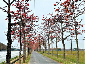 懶人包》賞花攻略！春遊台南5大花卉景點一次看