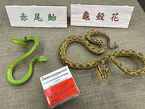 清明掃墓小心！疾管署：每年逾1000人遭「這2種毒蛇」咬傷