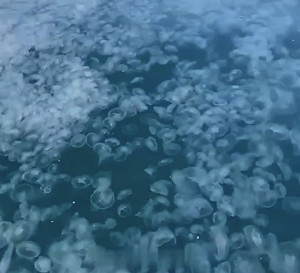 (影) 藍色果凍海! 大量水母入侵俄羅斯黑海成奇觀 網笑 : 快叫中國人來吃