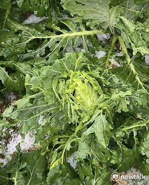 (影)現場直擊》猛烈冰雹雨狂炸南投華崗山區 高麗菜被打「碎糊糊」農民直呼要當乞丐了