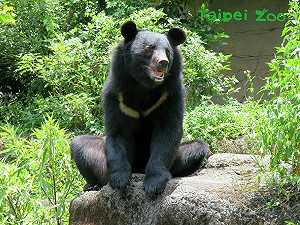 10/19和野生動物一起跑步！台北動物園公益路跑 6/21手刀報名去