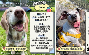 退休檢疫犬找新家！暖男Geo 撒嬌Ivy等你喔～