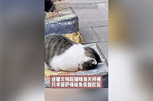 成都文殊院網紅貓遭暴力襲擊：專家警告民間戾氣升溫或反噬政權
