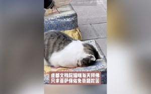成都文殊院網紅貓遭暴力襲擊：專家警告民間戾氣升溫或反噬政權