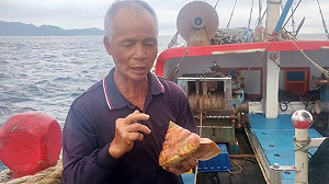 百萬寒武紀生物現蹤！宜蘭漁民龜山島外海捕獲稀有「活體龍宮貝」