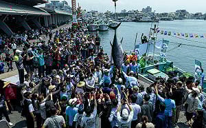 屏東第一鮪頭彩爭奪！第一尾影片不符規範遺憾錯失  第二尾明日「驗明真身」