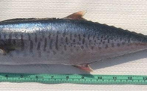 中國鐵殼船越界搶捕土魠魚 澎湖漁民控無視警告衝擊生計