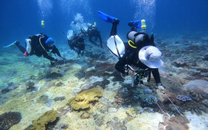 東沙環礁棘冠海星大爆發！專家：2年內「石珊瑚」恐被吃光