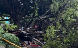 逢甲大學樹倒壓死男碩一生 台中市府派員協助家屬治喪