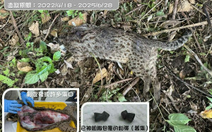 石虎媽媽「豆棗」野放3年命喪犬隻！生前曾遭2次槍擊