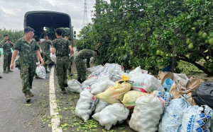 麻豆文旦受損嚴重國軍支援清運落果  黃偉哲：加速核撥農損補助