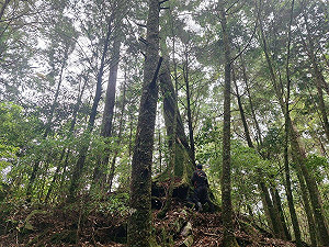 進行危木處理！8/25-29大雪山遊客中心至小神木路段封閉