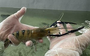 中國爆出現「蝦傳人病毒」害失明！疾管署：台灣生鮮無風險