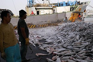 新移民/ 新竹縣族群多  鄭永金將設專責科室