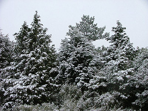 10年後尖石再降雪 民宿業者：象徵好年冬