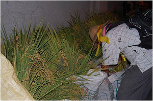 717夜宿圖輯之二   讓稻穗塞滿總統府信箱