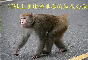 玉山咬人獼猴 染高致死率疱疹病毒